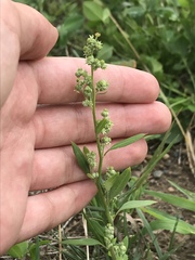 Chenopodium standleyanum