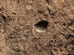 Kinosternon arizonense