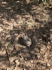 Kinosternon arizonense