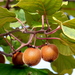 Chinese Gooseberries and Kiwifruits - Photo (c) Manuel Martín Vicente, some rights reserved (CC BY-NC-ND)