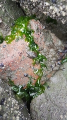 Ulvaceae