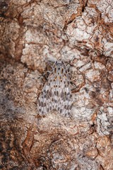Eucereon myrina
