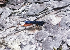 Urocerus cressoni