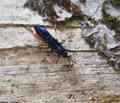 Urocerus cressoni