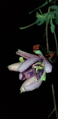 Passiflora smithii