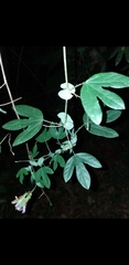 Passiflora smithii