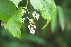 Rubus paniculatus