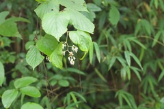 Rubus paniculatus