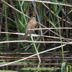 Acrocephalus arundinaceus