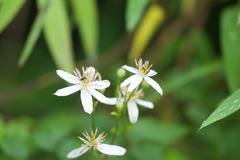 Thalictrum virgatum