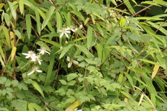 Thalictrum virgatum