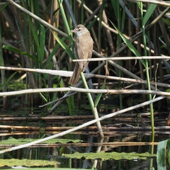 Acrocephalus arundinaceus