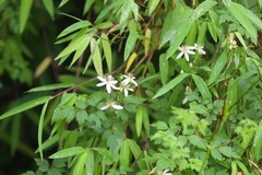 Thalictrum virgatum