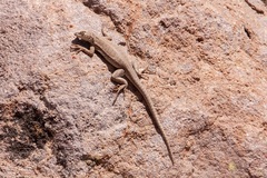 Microlophus yanezi