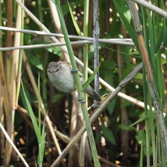 Acrocephalus arundinaceus