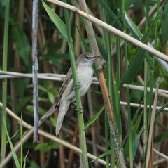 Acrocephalus arundinaceus