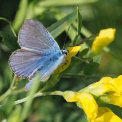 Polyommatus icarus