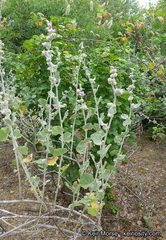 Malacothamnus fremontii