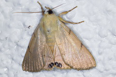 Litoprosopus coachella