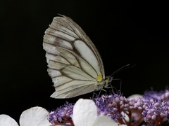 Pieris extensa