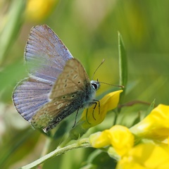 Polyommatus icarus