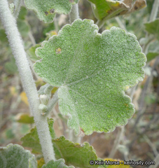 Malacothamnus fremontii
