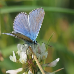 Polyommatus icarus