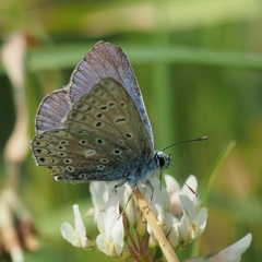 Polyommatus icarus