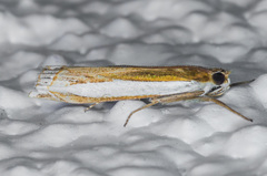 Crambus sperryellus