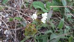 Prunella laciniata