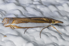 Crambus sperryellus