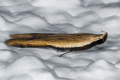 Mesophleps adustipennis