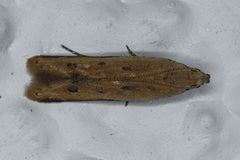 Mesophleps adustipennis