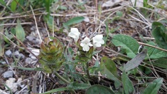 Prunella laciniata