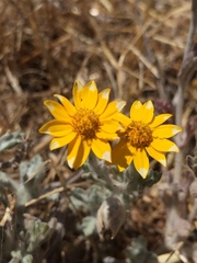 Eriophyllum lanatum achilleoides