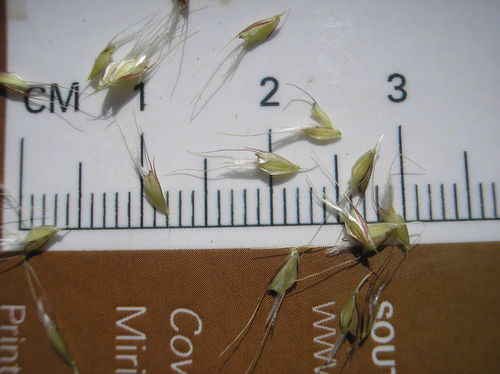 Chloris virgata