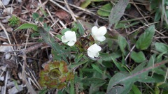 Prunella laciniata