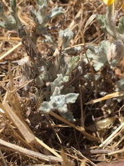 Eriophyllum lanatum achilleoides