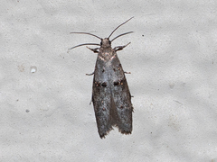 Wockia asperipunctella