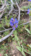 Penstemon euglaucus