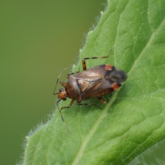 Deraeocoris flavilinea