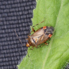 Deraeocoris flavilinea