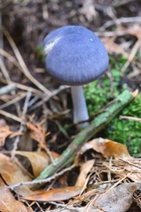 Entoloma indigoferum