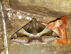 Poaphilini