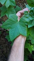 Ribes laxiflorum