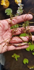 Potamogeton spirillus