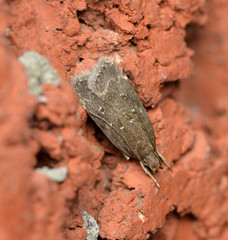 Helcystogramma melantherella