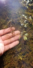 Potamogeton spirillus