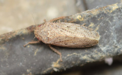 Curtara insularis