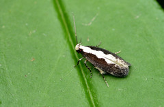Agnippe prunifoliella